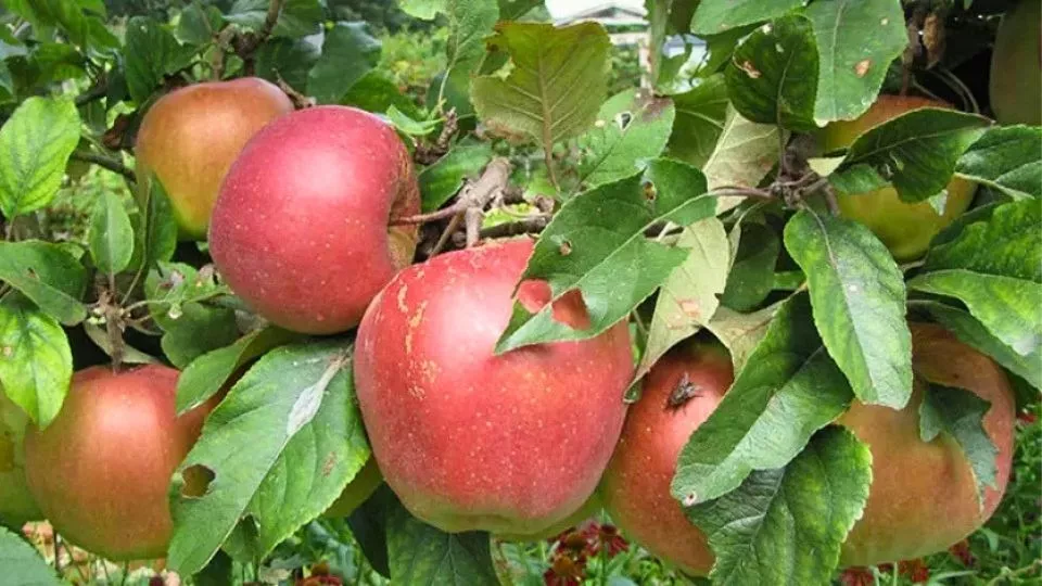 Afbeelding Appelboom kweken in een pot: kies de juiste patioboom