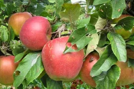 Appelboom kweken in een pot: kies de juiste patioboom