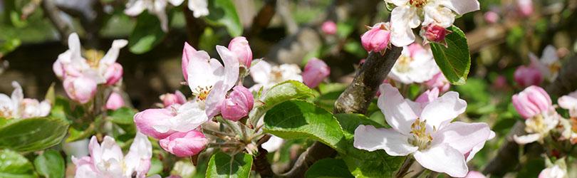 Appel kweken in een pot