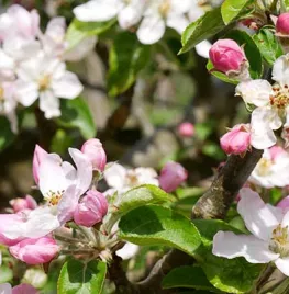 April in de moestuin met Robbert Lauret