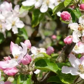 April in de moestuin met Robbert Lauret