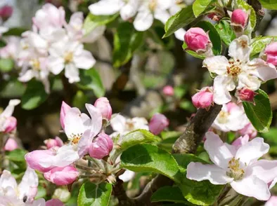 April in de moestuin met Robbert Lauret