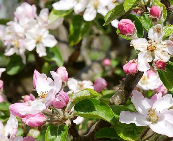 April in de moestuin met Robbert Lauret