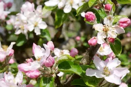 April in de moestuin met Robbert Lauret