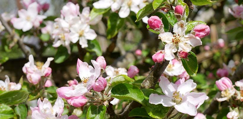 April in de moestuin met Robbert Lauret
