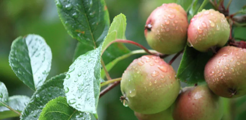 Fruit in eigen tuin, de basis