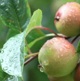 Fruit in eigen tuin, de basis
