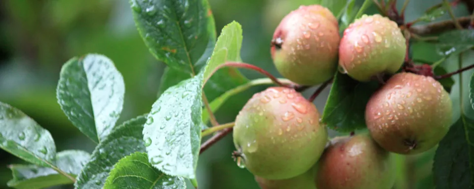 Afbeelding Fruit in eigen tuin, de basis