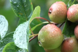 Fruit in eigen tuin, de basis