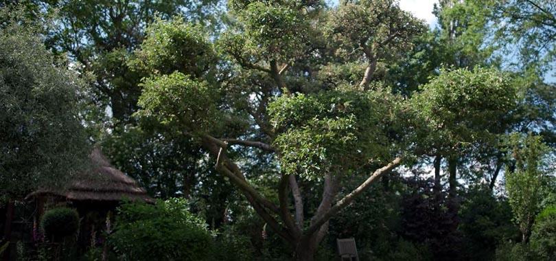 G&B OpentuinTV: Tuin van Nynke Atsma