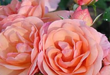 Lijst Excellence Rozen