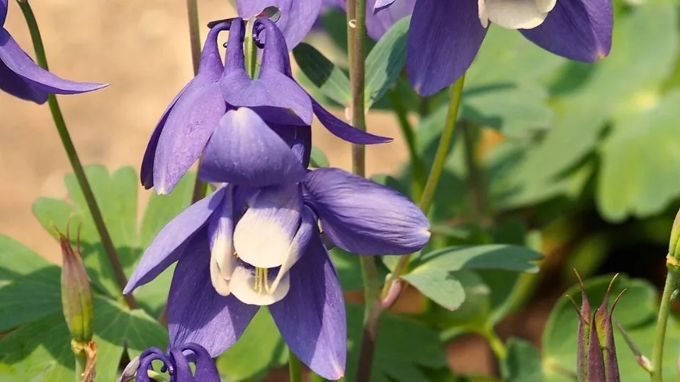 Afbeelding Akelei: de eigenzinnige bloem die door je tuin wandelt