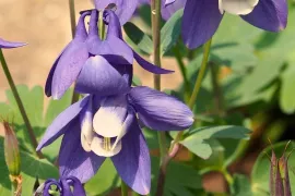 Akelei: de eigenzinnige bloem die door je tuin wandelt