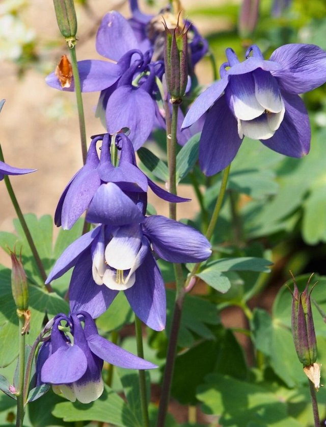 Akelei: de eigenzinnige bloem die door je tuin wandelt
