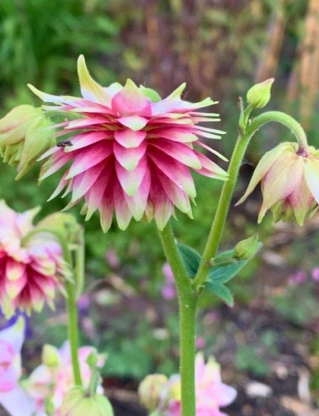 Akelei: de eigenzinnige bloem die door je tuin wandelt