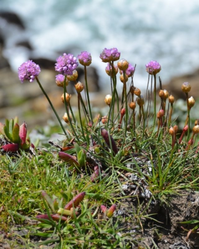 De beste zeewindbestendige planten voor tuin én balkon