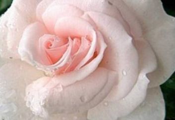 Lijst Excellence Rozen