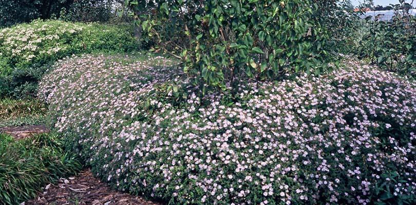 Planten voor een levende tuin