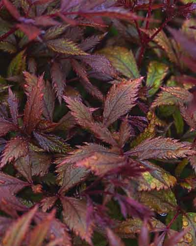 De 8 beste bladplanten voor een sfeervolle (schaduw)tuin