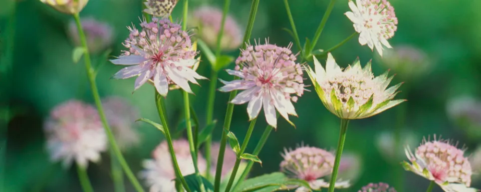 Afbeelding Astrantia ‘Buckland’