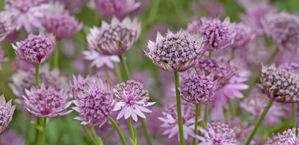 Afbeelding Astrantia major ‘Roma’