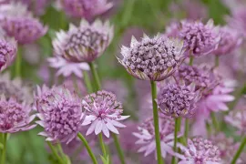 Astrantia major ‘Roma’