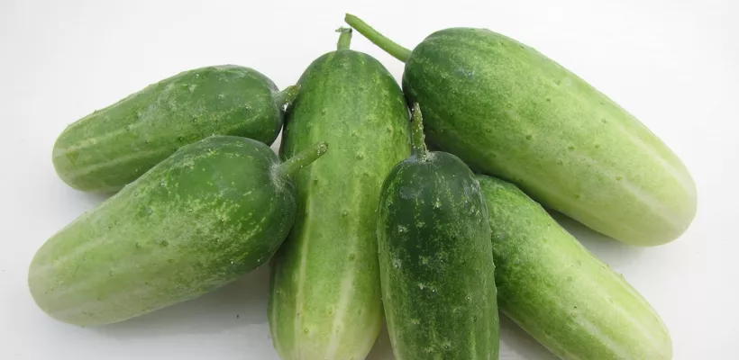 Hoe kweek ik augurken?