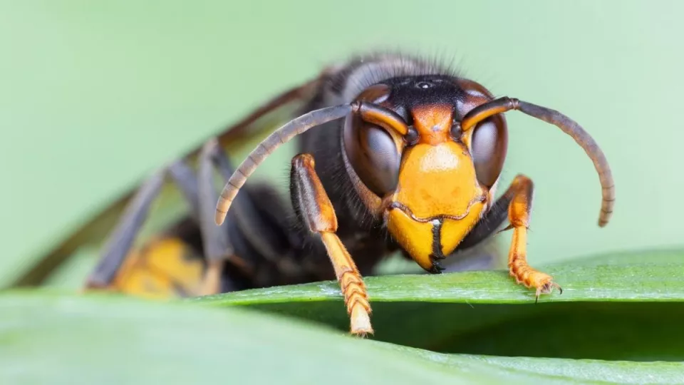 Afbeelding Geelpoothoornaar in je tuin? Check vóór het snoeien op een nest