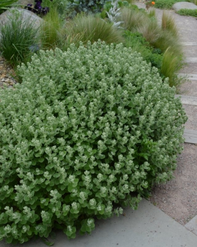 De beste zeewindbestendige planten voor tuin én balkon