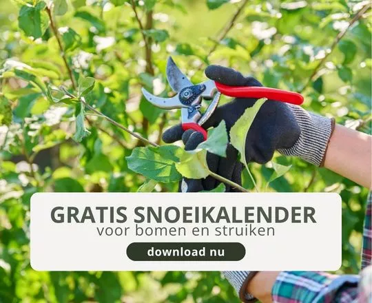 Advertentie