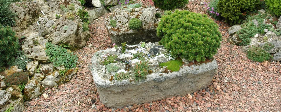 Afbeelding Trog beplanten (video)