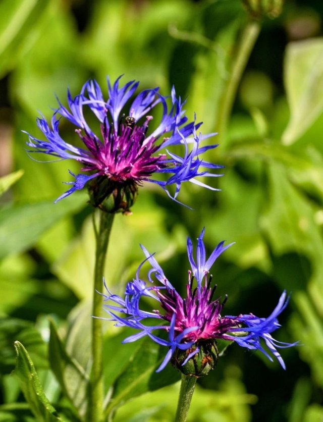 Inheemse korenbloemen in de tuin: de bijen volgen vanzelf