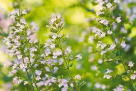 Zelf vaste planten zaaien: bergsteentijm, teunisbloem, anemoon en zeelavas