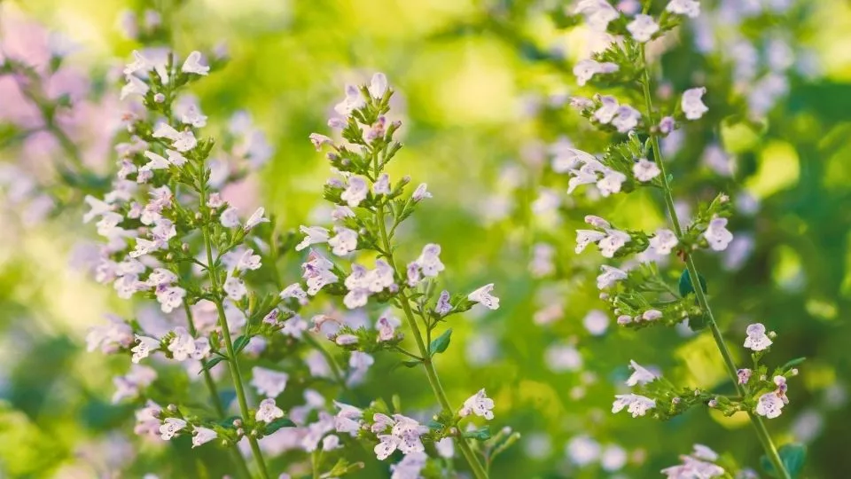 Afbeelding Zelf vaste planten zaaien: bergsteentijm, teunisbloem, anemoon en zeelavas
