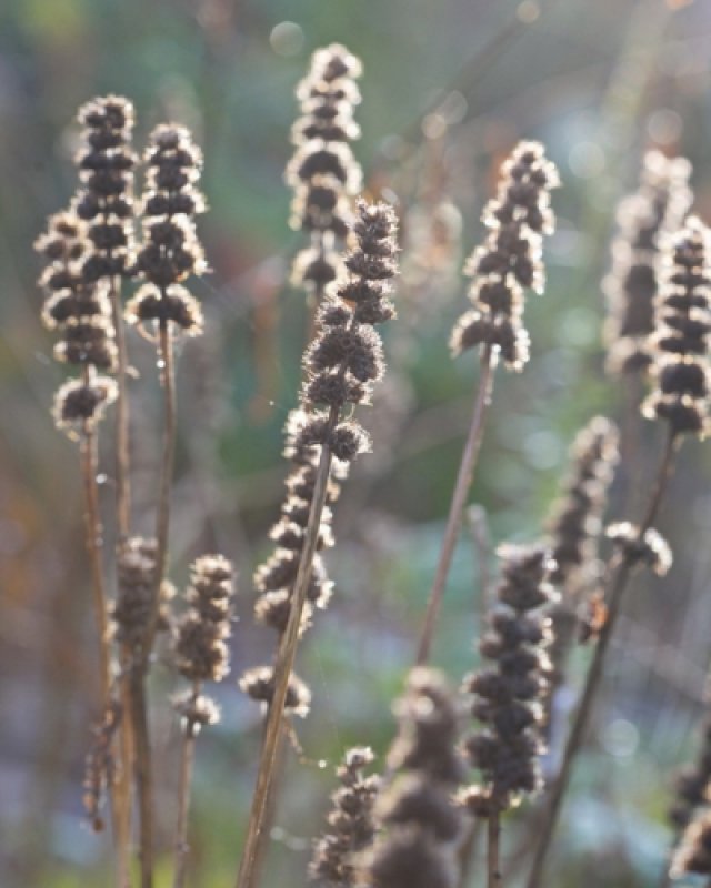 De beste planten met mooie wintersilhouetten