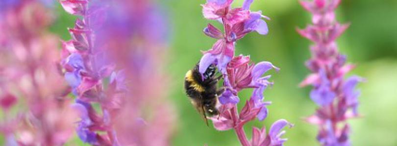 Planten voor een levende tuin