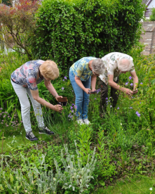 Groei & Bloei Bioblitz 2026: ontdek de biodiversiteit in je eigen tuin