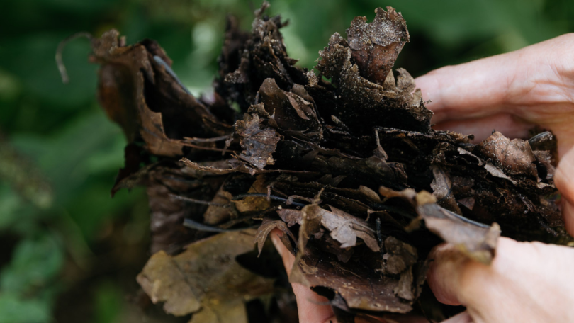 Bladaarde maken: zo maak je gratis aarde van herfstblad