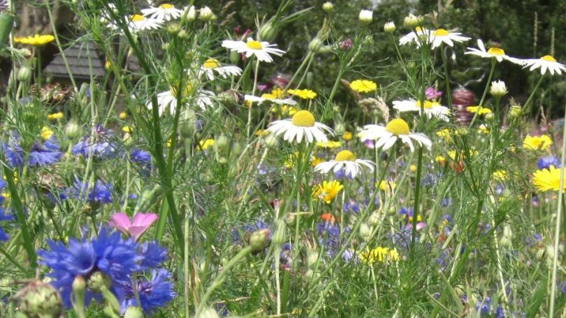 Zelf een bloemenweide aanleggen: een feestje voor bijen en vlinders