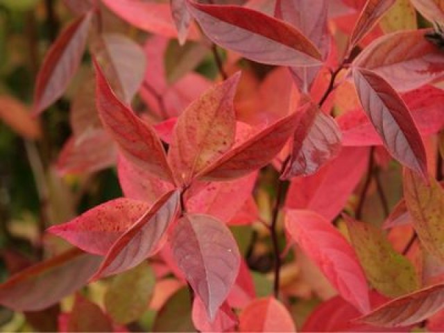 Herfstkleur in de tuin met deze 7 planten