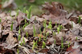 Voed de bodem en spit liever niet