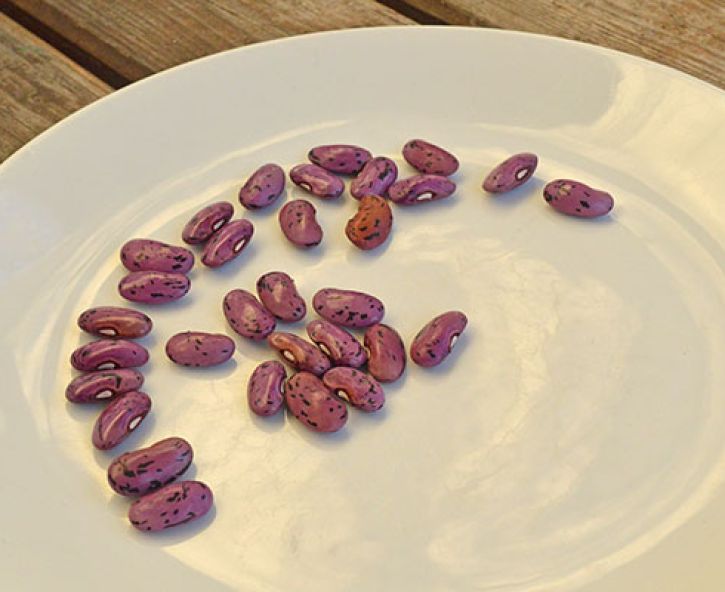 Bonenzaad bewaren