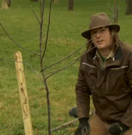 (Fruit)boompje planten (video)