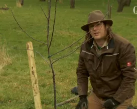 (Fruit)boompje planten (video)