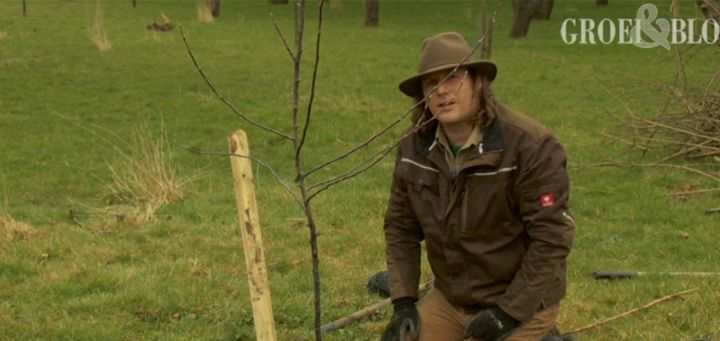 (Fruit)boompje planten (video)