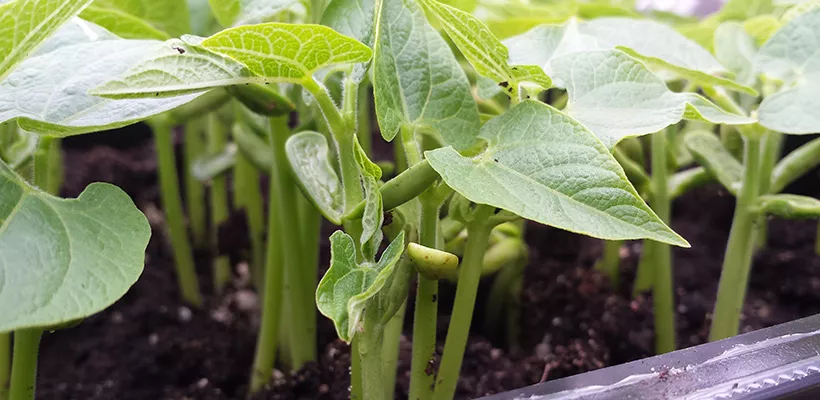 Sperziebonen kweken: zo doe je dat stap voor stap