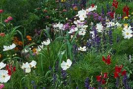 Cosmea in de hoofdrol