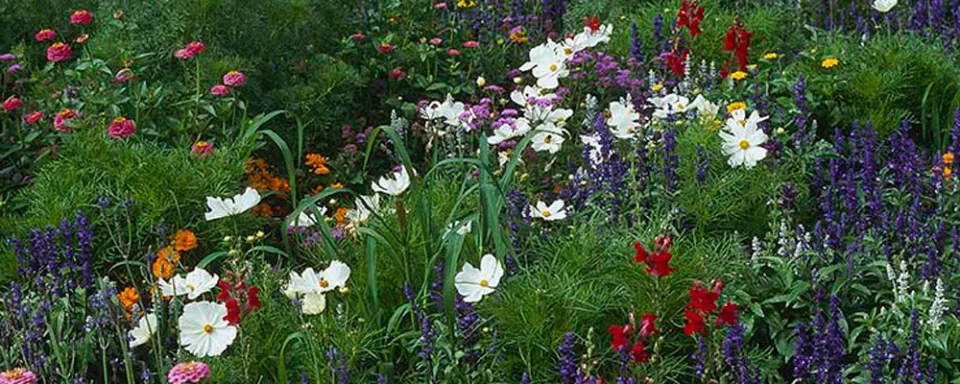 Afbeelding Borderplan: border met cosmea in de hoofdrol