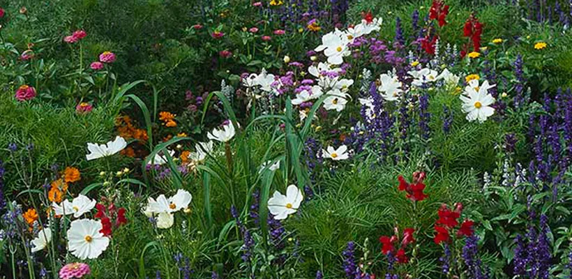 Cosmea in de hoofdrol