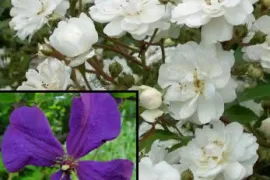 25 jaar kwekerij De Border